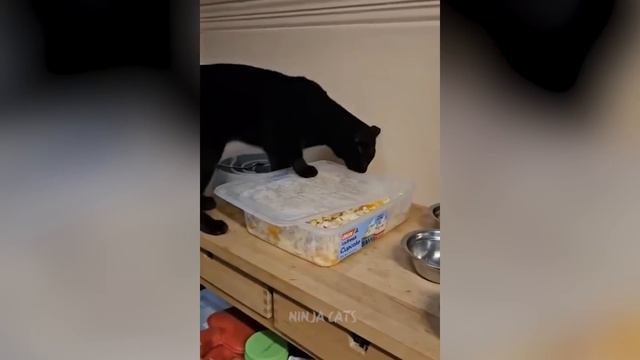 New Funniest Cats And Dogs Videos 😁 Best Of The 2023 Funny Animal Videos 😁 - Cutest Animals Ever смотреть онлайн