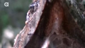 УКУС ГРИФОВОЙ ЧЕРЕПАХИ / Койот Питерсон на русском