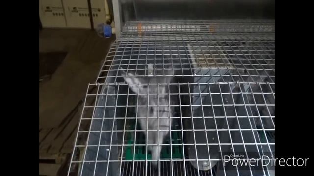 Кролики в 2 месяца 2.700кг... смотреть онлайн