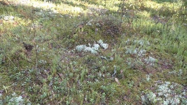 Грибы смотреть онлайн