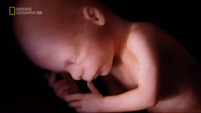 Как развивается ребенок в животе у мамы интересное видео смотреть онлайн