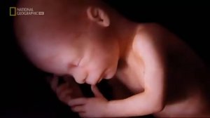 Как развивается ребенок в животе у мамы интересное видео