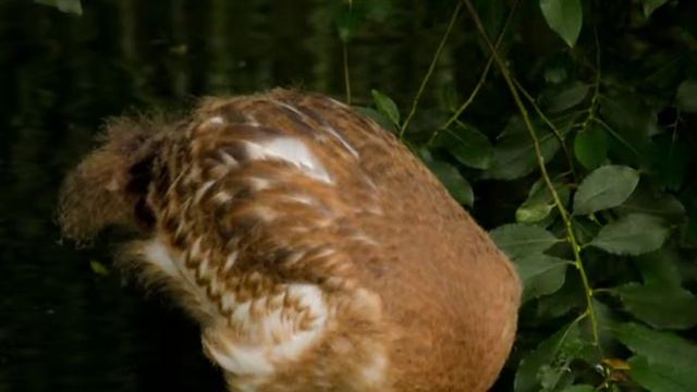 Пражский зоопарк, Czech Republic, a beautiful zoo смотреть онлайн