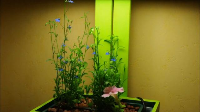 L'iGrowbox et les Lobélias Crystal Palace.wmv смотреть онлайн