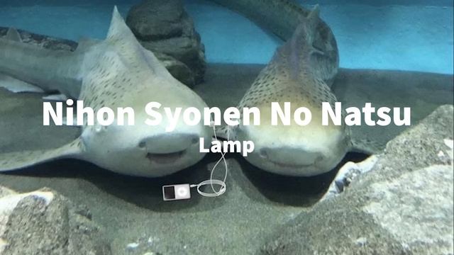 Silly Shark Core // A Playlist