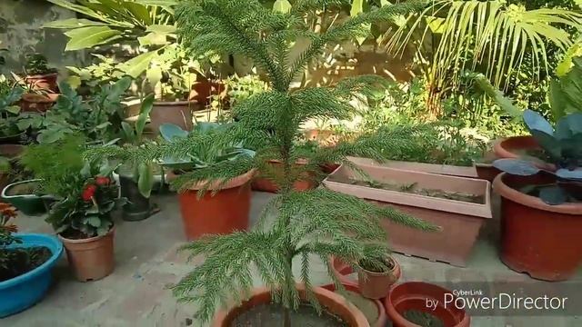 Repotting And Decorating Christmas Tree/ Araucaria heterophylla смотреть онлайн
