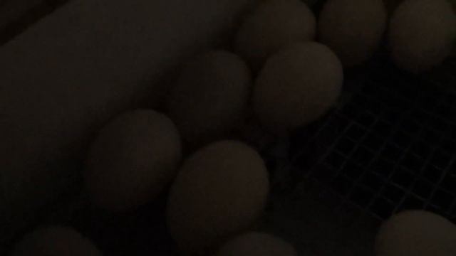 Нашли клад и закупились товаром