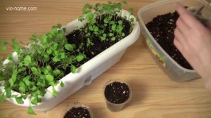 Как пикировать рассаду. Руккола, базилик и розмарин.