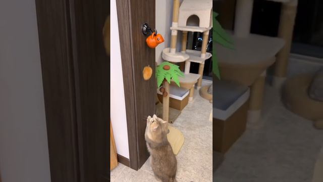 Интерактивная игрушка для кошек смотреть онлайн