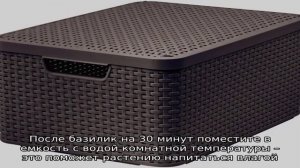 Как правильно заморозить базилик на зиму: подборка лучших способов
