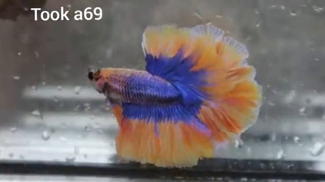 (TOOK-A69)Purple Fancy Mustard Gas Rose tail Halfmoon Male Betta смотреть онлайн