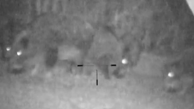 Кабан секач с подхода на кормушке. смотреть онлайн