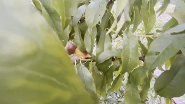 Собираем помидоры// На улице стоит ЖАРА