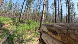 Якутия. Азы строительства зимовья для молодых охотников.