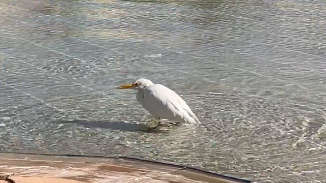 Egypt. Sharm el Sheikh. Red Sea. ЕГИПЕТ. #redsea смотреть онлайн