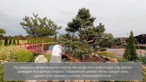 Ниваки из ели | Устраняем ошибки | Корректируем форму