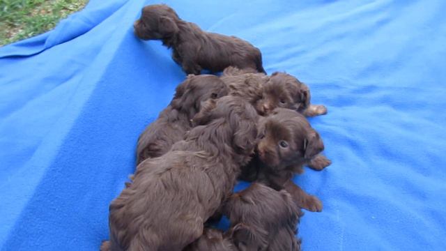 Русская цветная болонка . Щенки рождены 29 мая 2019г. Карапузам исполнился 1 месяц ))) смотреть онлайн