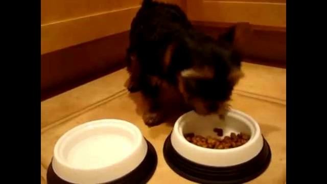 Как уговорить родителей завести собаку 10 эффективных способов смотреть онлайн