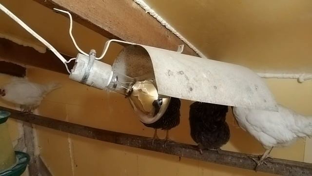 Утепление курятника ЭППС смотреть онлайн