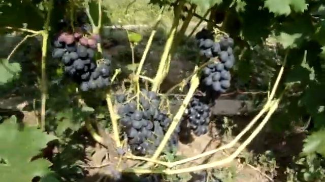 Виноград Ришелье смотреть онлайн