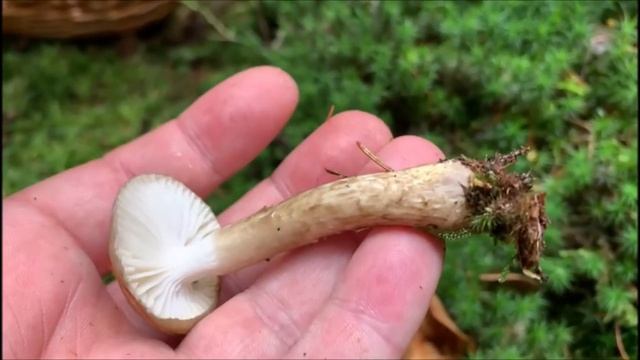 Olivbrauner Schneckling - Hygrophorus Olivaceoalbus