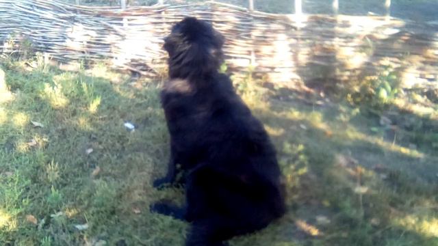 Ваха вахает. Ньюфаундленд Вахтанг.