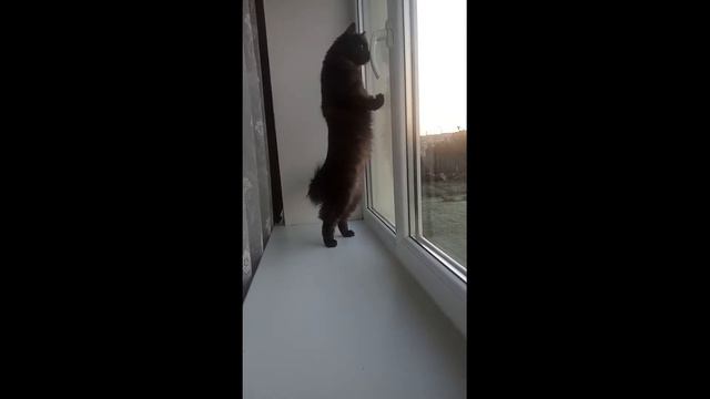 Как нужно встречать хозяина с работы ))) смотреть онлайн