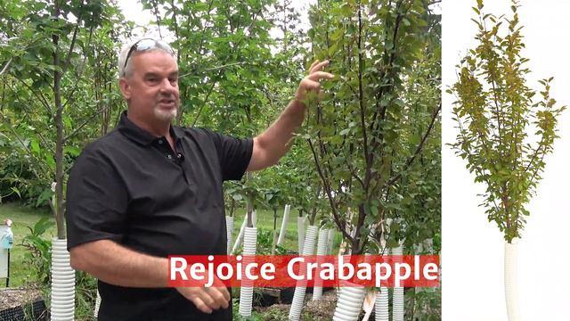 Rejoice Crabapple смотреть онлайн