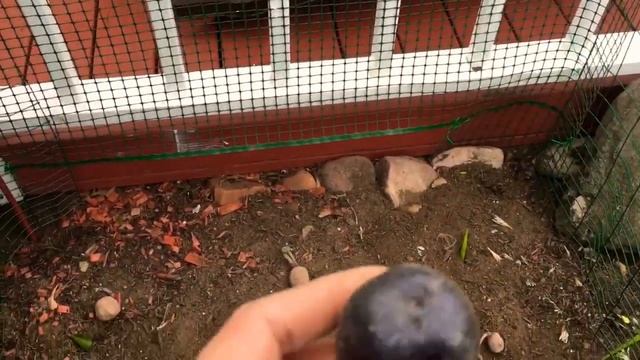 How I Plant Potatoes || Red Norland Potatoes смотреть онлайн