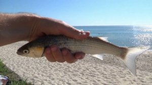 ЛОВЛЯ КЕФАЛИ в Черном море с берега.ГОТОВИМ КЕФАЛЬ.