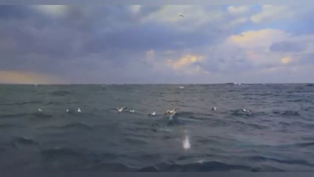 ВОСКРЕШАТЬ МЕРТВЫХ НЕ НАШЕ ДЕЛО, НО СВЯТЫХ АПОСТОЛОВ... смотреть онлайн