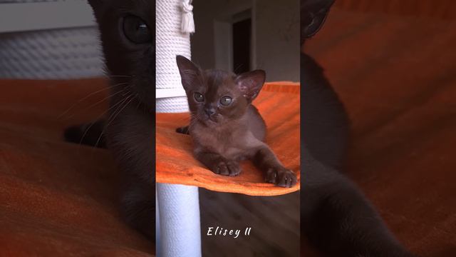 Бурманский котенок Елисей II 🥰 Питомник бурманских кошек Freya Way смотреть онлайн