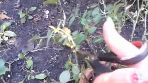 комнатная роза обрезка и уход зимой. Укоренение черенков