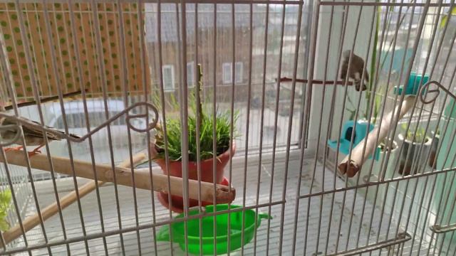 Зебровые амадины. Новости моего минизебрятника) 23.04.23 смотреть онлайн