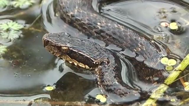 Gloydius blomhoffii - Восточный щитомордник смотреть онлайн