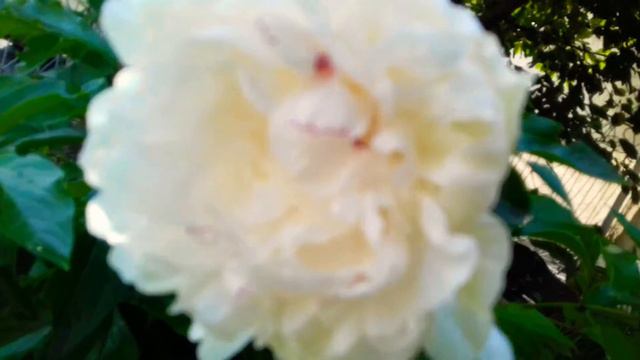 УТРО В САДУ смотреть онлайн