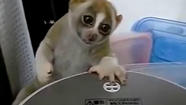 Домашний лемур - лорри! смотреть онлайн