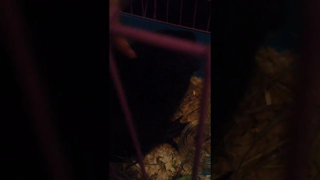 Нутрия Бусинка смотреть онлайн