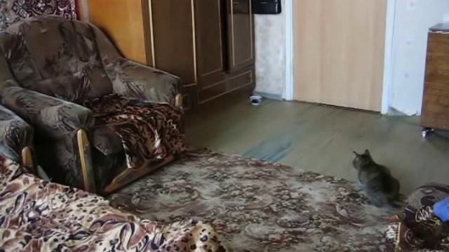 Кошка бесится одна в комнате смотреть онлайн