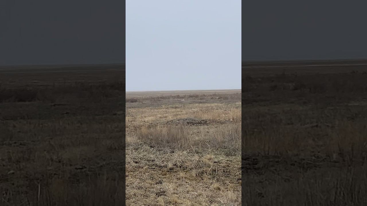 Паводок. Много Зайцев угроза затопления смотреть онлайн