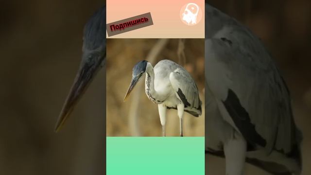 Гигантская выдра-речной монстр.Выдры начинается с охоты, потому что ежедневно ей | ПРОДЛ, В КОМЕН., смотреть онлайн