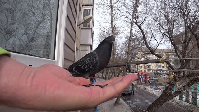 Спас птенца голубя теперь она прилетает каждый день покушать с рук . смотреть онлайн