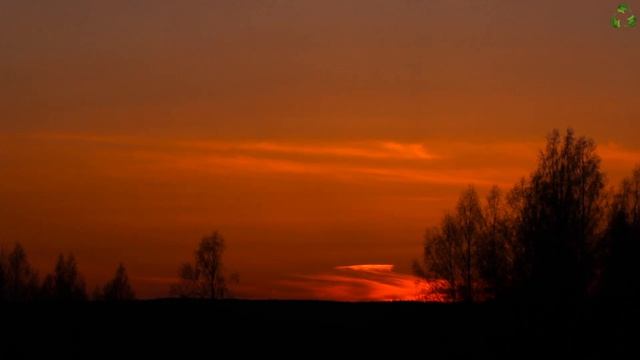 Звуки природы. Вечернее пение лесных птиц на закате. Шум леса. смотреть онлайн