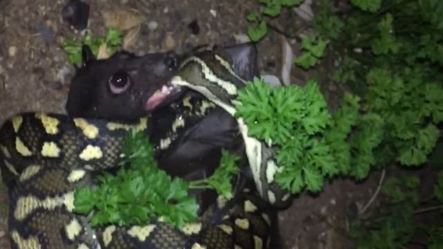 Roadtripping - Special/ Huge Snake VS Bat смотреть онлайн