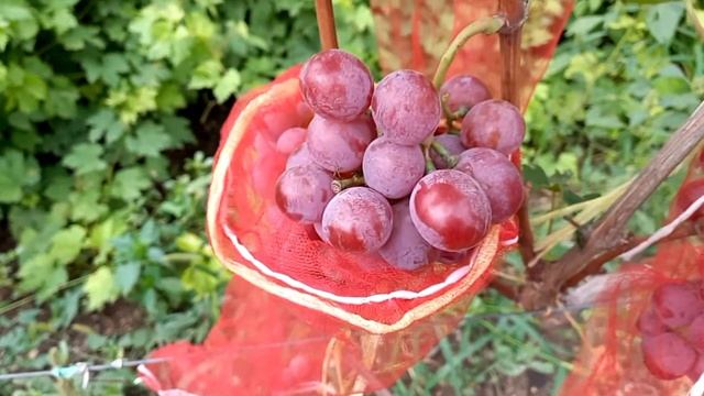 Сорт винограда КРАСНОДАР смотреть онлайн