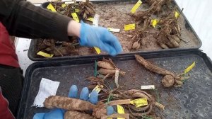 Высаживаю георгины в горшки для раннего цветения. 18 февраля 2022 г.