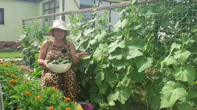 Овощи в миг пойдут в рост! Просто полейте раствором Бесараба все растения смотреть онлайн