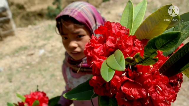 लालीगुराँस पर्ने ठाउँ смотреть онлайн