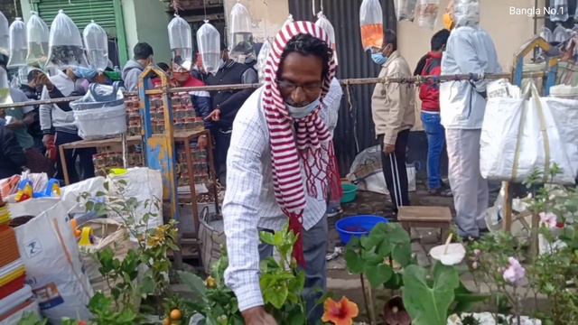 Tala Haat || Current Prices Of Camellia Plants Gloxinia Double Colour Hibiscus & Other Flower Plant смотреть онлайн
