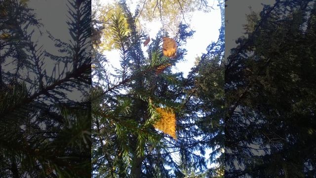 Необычно сегодня пейзаж по утрам.